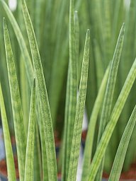 Trendy Snake Plant Sansevieria cylindrica 'Spikes' Indoor House Plants