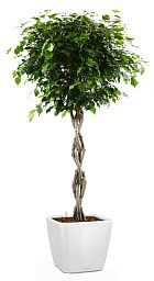 Braided Ficus Benjamina Exotica in LECHUZA QUADRO LS Self-watering Planter, Total Height 140 cm