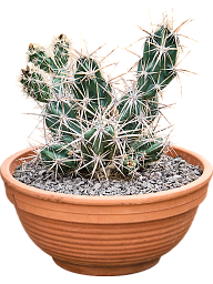 Opuntia invicta