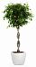 Braided Ficus Benjamina Exotica in LECHUZA QUADRO LS Self-watering Planter, Total Height 140 cm
