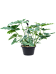 Lush Heart-Leaf Philodendron stenolobum Indoor House Plants