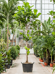 Lush Fiddle Leaf Fig Ficus lyrata Indoor House Plants