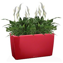 Blooming Spathiphyllum Chopin in LECHUZA CARARO Self-watering Planter, Total Height 70 cm