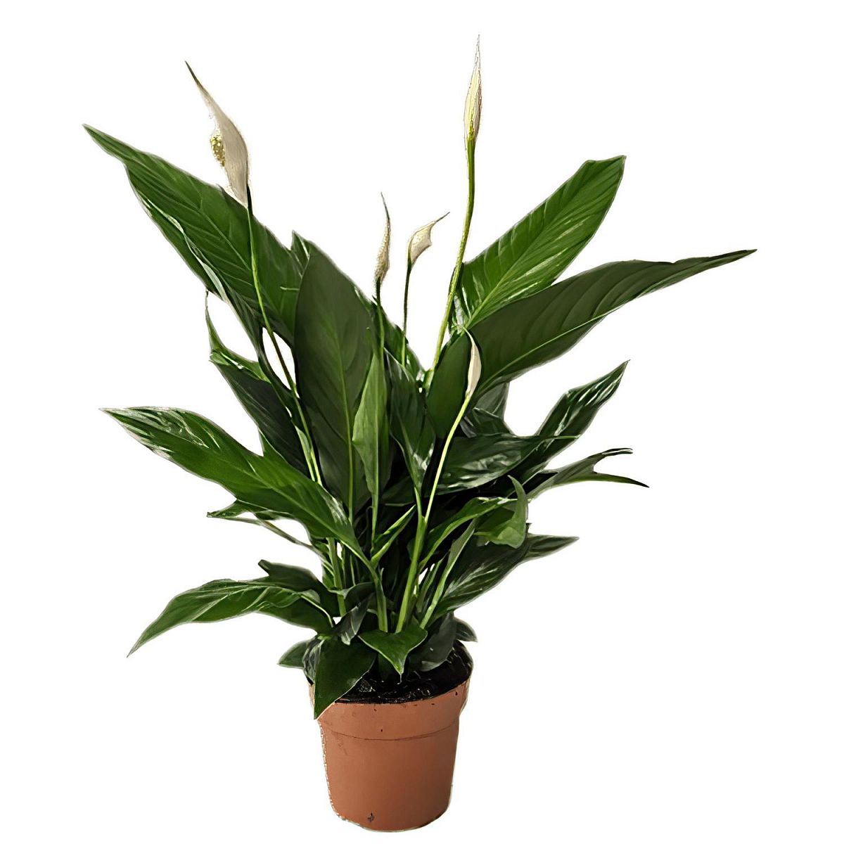 Easy-Care Peace Lily Spathiphyllum Sweet Chico Indoor House Plants