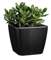 Crassula Money Tree in LECHUZA QUADRO LS Self-watering Planter, Total Height 30 cm