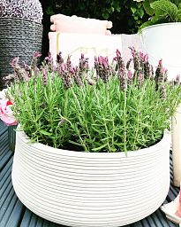 IDEALIST Lite Large Ribbed Light Concrete Bowl Planter