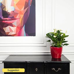 Shade-loving Flamingo Flower Anthurium andraeanum 'Sumi' Indoor House Plants