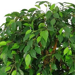 Ficus Natasha Topping Artificial Tree Plant