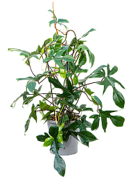 Lush Heart-Leaf Philodendron 'Florida Green' Indoor House Plants