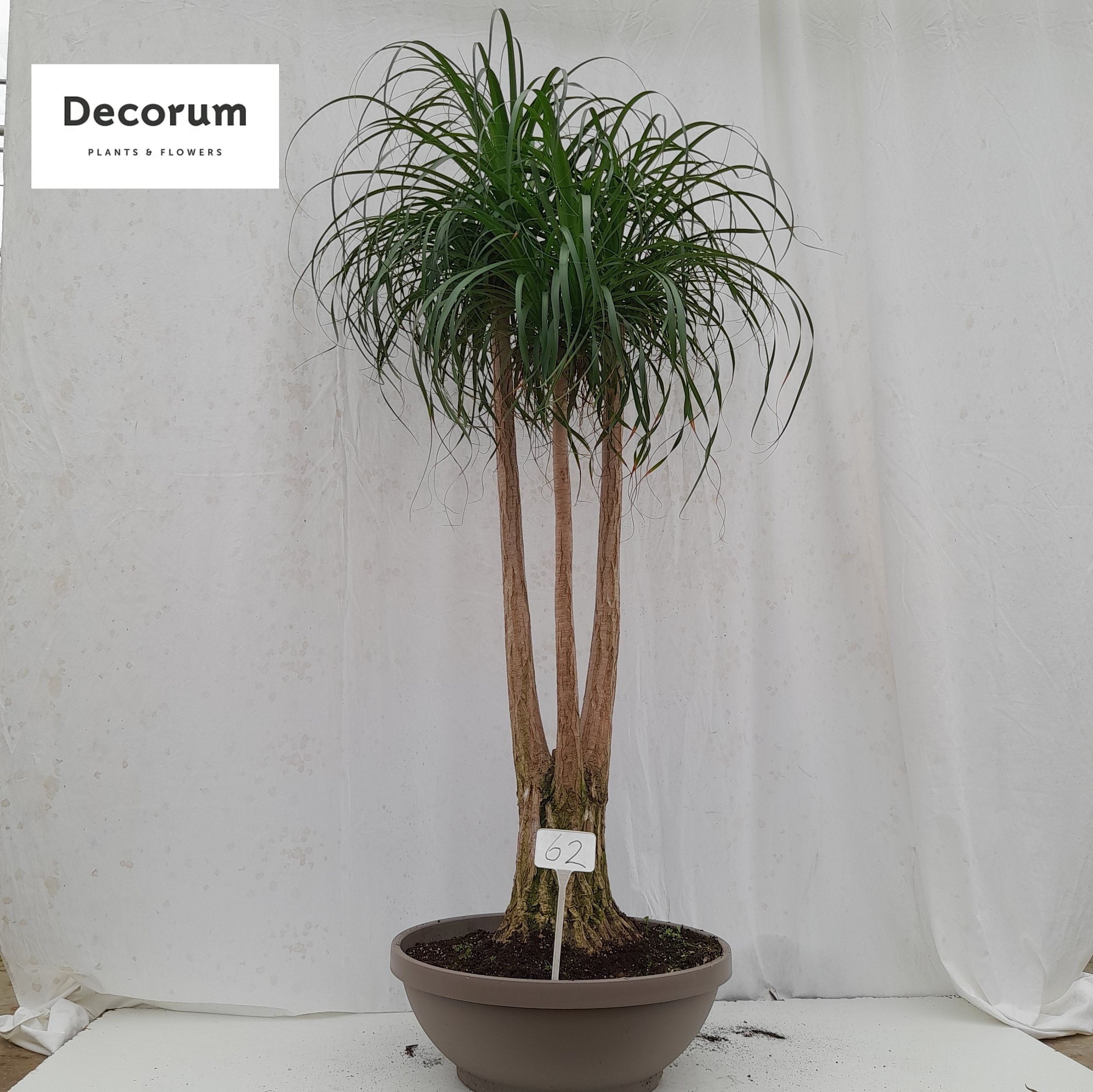 Beaucarnea