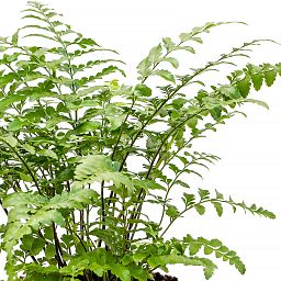 Delicate Birds Nest Fern Asplenium dimorphum 'Parvati' Indoor House Plants