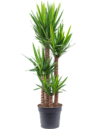 Insta-friendly Spineless Yucca elephantipes Tall Indoor House Plants Trees