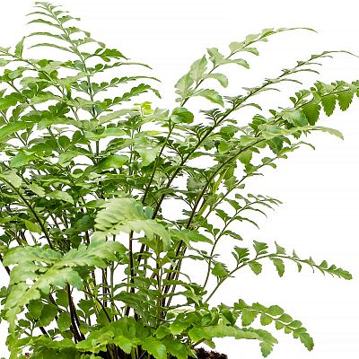 Delicate Birds Nest Fern Asplenium dimorphum 'Parvati' Indoor House Plants