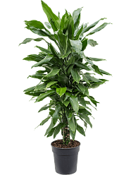 Easy-Care Corn Plant Dracaena fragrans 'Janet Lind' Tall Indoor House Plants Trees