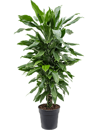 Easy-Care Corn Plant Dracaena fragrans 'Janet Lind' Tall Indoor House Plants Trees