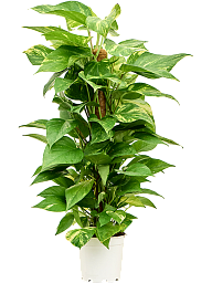 Shade-loving Pothos Scindapsus (Epipremnum) 'Aureum' Indoor House Plants