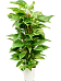 Shade-loving Pothos Scindapsus (Epipremnum) 'Aureum' Indoor House Plants