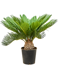 Sago Palm Cycas revoluta