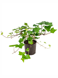 Easy-Care English Ivy Hedera algeriensis 'Montgomery' Indoor House Plants