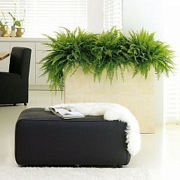 Trough Polystone Planter by Fleur Ami DIVIDE