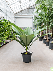 Lush Silver Joey Johannesstysmania magnifera (120-160) Tall Indoor House Plants Trees