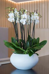 Fibrestone Cora Round Planter by Idealist Premium