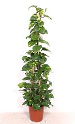 Epipremnum pinnatum 'Aureum'