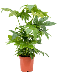 Lush Japanese Aralia Fatsia japonica Indoor House Plants