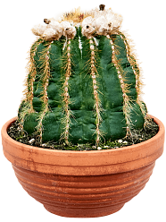 Easy-Care Parodia Notocactus warasii Indoor House Plants