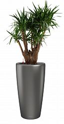 Yucca in LECHUZA RONDO Self-watering Planter, Total Height 180 cm