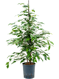 Lush Weeping Fig Ficus benjamina 'Danita' W35 H100 cm Indoor House Plants
