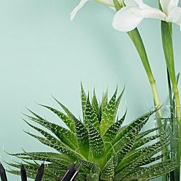 Haworthia in LECHUZA DELTA Self-watering Planter, Total Height 35 cm