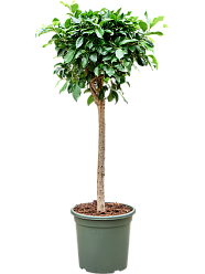 Lush Weeping Fig Ficus microcarpa ‘Nitida’ Tall Indoor House Plants Trees