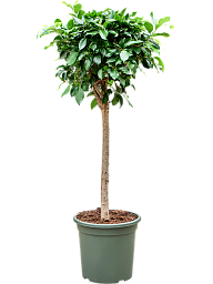 Lush Weeping Fig Ficus microcarpa ‘Nitida’ Tall Indoor House Plants Trees