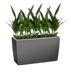 Aspidistra in LECHUZA CARARO Self-watering Planter, Total Height 120 cm