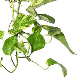Shade-loving Satin Pothos Scindapsus (Epipremnum) 'Marble Queen' Indoor House Plants