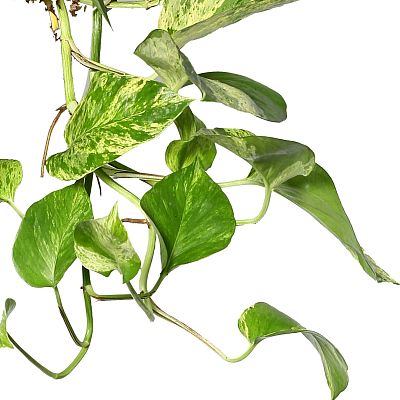 Shade-loving Satin Pothos Scindapsus (Epipremnum) 'Marble Queen' Indoor House Plants
