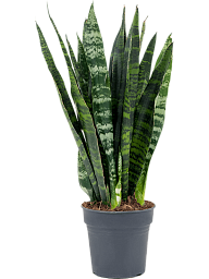 Easy-Care Snake Plant Sansevieria trifasciata 'Black Coral' Indoor House Plants