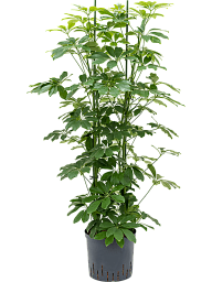 Easy-Care Umbrella Tree Schefflera arboricola 'Compacta' Tall Indoor House Plants Trees