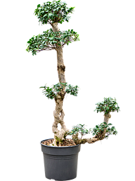 Lush Curtain Fig Ficus microcarpa 'Compacta' Tall Indoor House Plants Trees