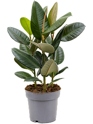 Lush Rubber Plant Ficus elastica 'Robusta' Indoor House Plants