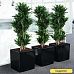 Easy-Care Corn Plant Dracaena fragrans 'Compacta' Indoor House Plants
