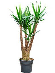Insta-friendly Spineless Yucca elephantipes Tall Indoor House Plants Trees