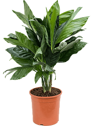 Lush Parlour Palm Chamaedorea metallica Indoor House Plants