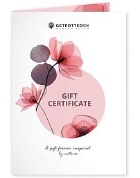 Gift Certificate at Any Price