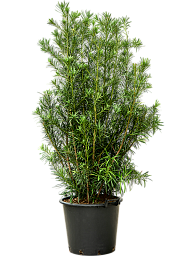 Podocarpus macrophyllus 'Maki'