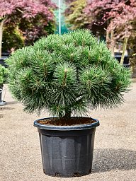 Pinus nigra 'Brepo'