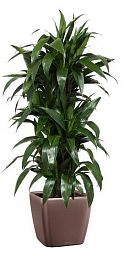 Dracaena Fragrans Janet Greig in LECHUZA QUADRO LS Self-watering Planter, Total Height 130 cm