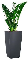 Zamioculcas Zamiifolia in LECHUZA CUBICO Color Self-watering Planter, Total Height 125 cm