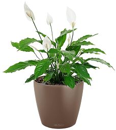 Blooming Spathiphyllum in LECHUZA CLASSICO Color Self-watering Planter, Total Height 45 cm